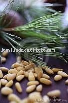 Chinese pine nut