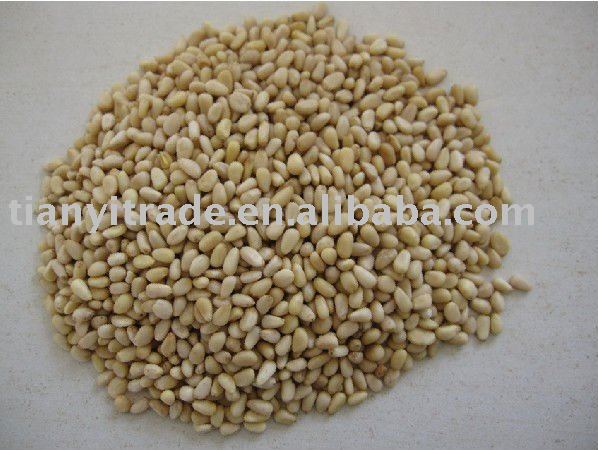 cedar pine nut kernel