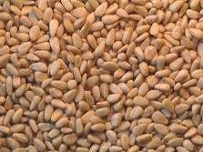 pine nuts now ready for sale