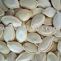 PUMPKIN SEEDS AND OTHER NUTS SPECIES FOR SALE