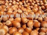 HAZEL NUTS AND OTHER NUTS SPECIES FOR SALE