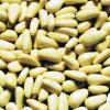 Pine Nut
