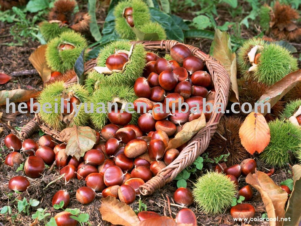 Fresh Chinese Chestnuts