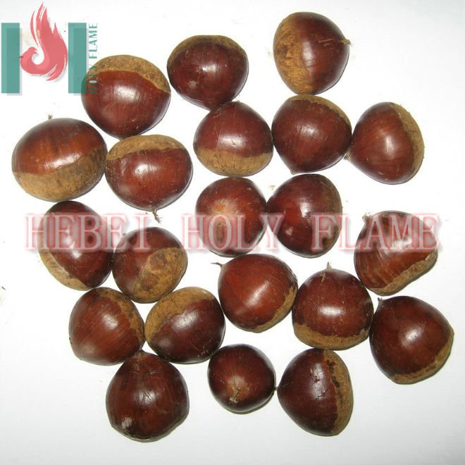 Fresh  sweet chestnut
