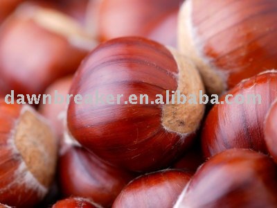 fresh chestnut