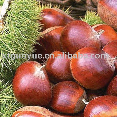chestnut