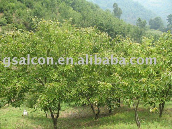  organic   frozen   chestnut 