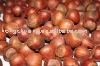 castanea mollissima Blume