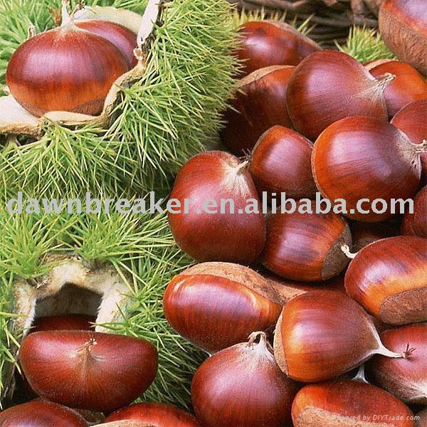chinese chestnut