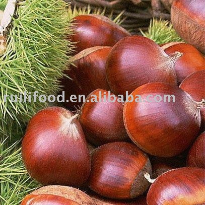 fresh chestnut