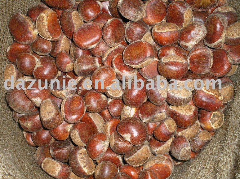 Fresh Chestnut