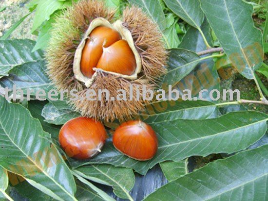 freshchestnut