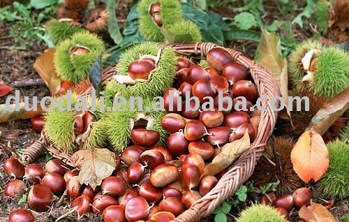 dried chestnuts