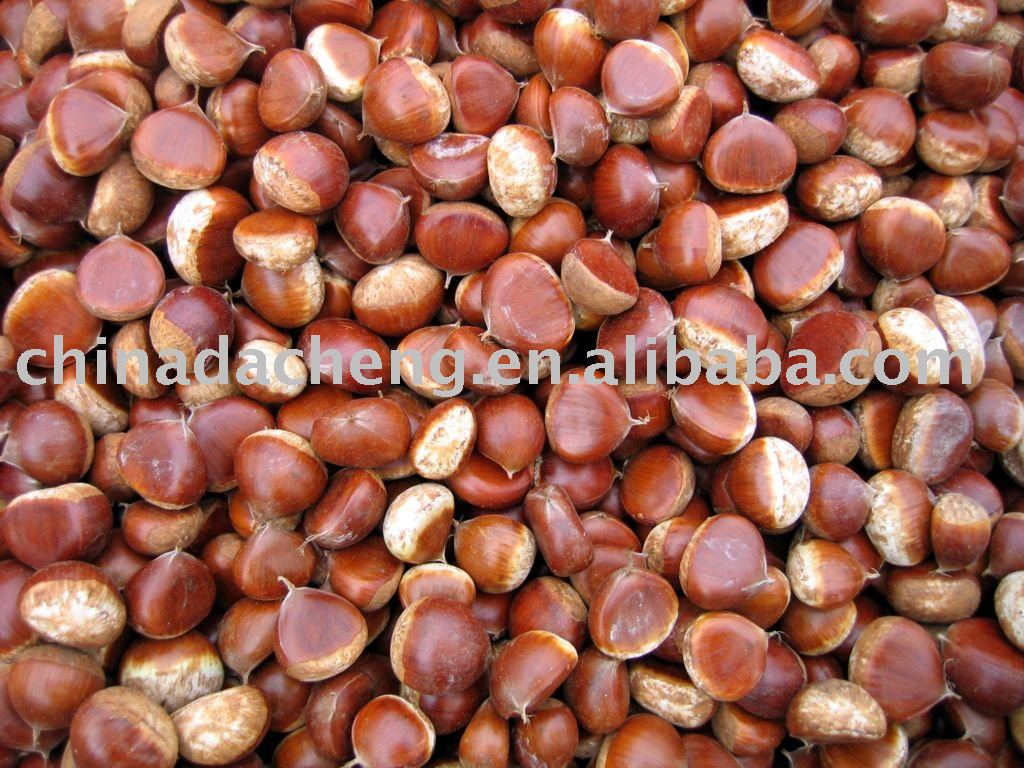 Chestnut