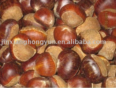 fresh chestnut