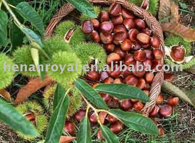 Fresh Chinese Chestnuts