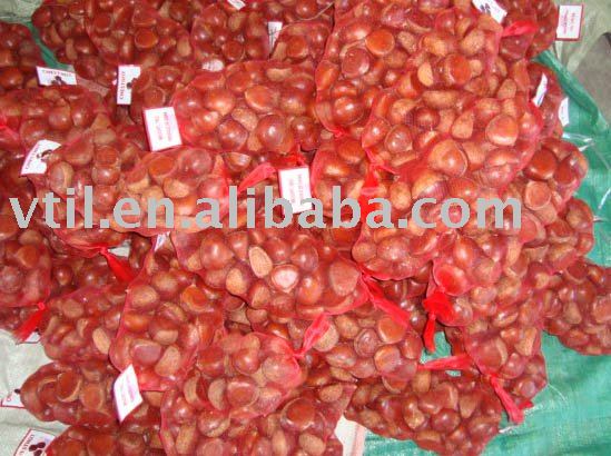 Fresh Chestnut