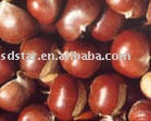 sell chinese fresh  raw   Chestnut 