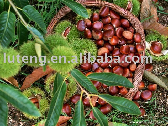 2010  new crop of Fresh chestnut