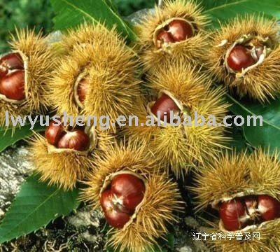 Fresh chestnut