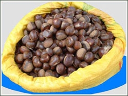 Chestnut