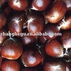 2010 Chinese chestnut