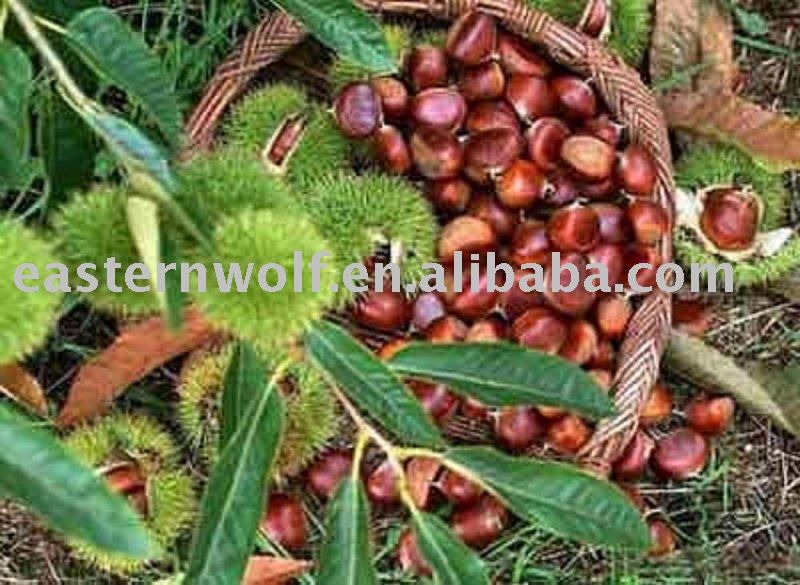 Fresh Chinese Chestnut in Mesh Bag Package