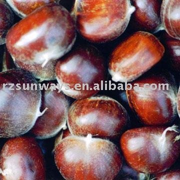 Chestnut