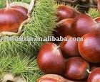chestnut