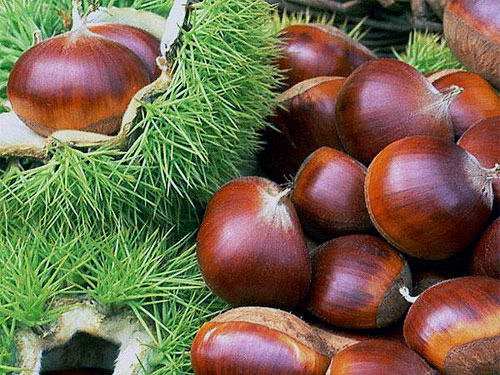 chestnut
