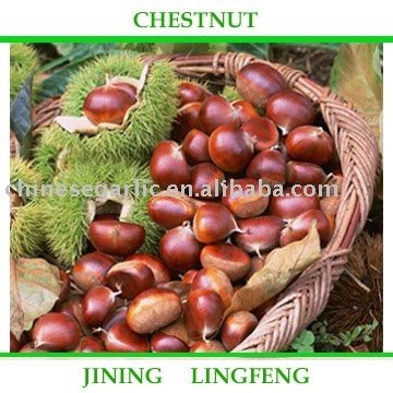 Chestnut
