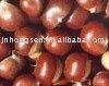 chestnut