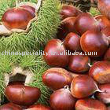 fresh Chestnuts