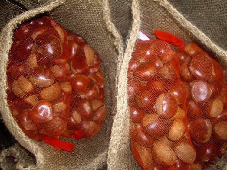fresh chestnut