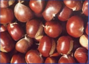 chestnut