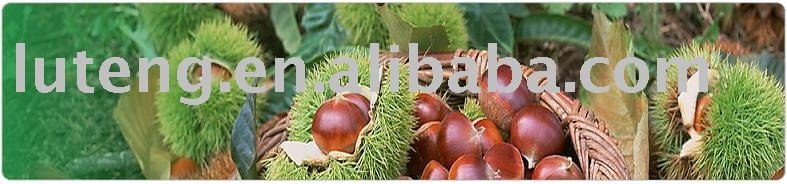 Fresh Chesnut in 2009 new crop