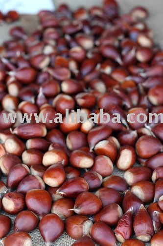 chestnuts