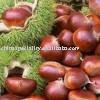 chestnut
