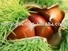 sell chestnut
