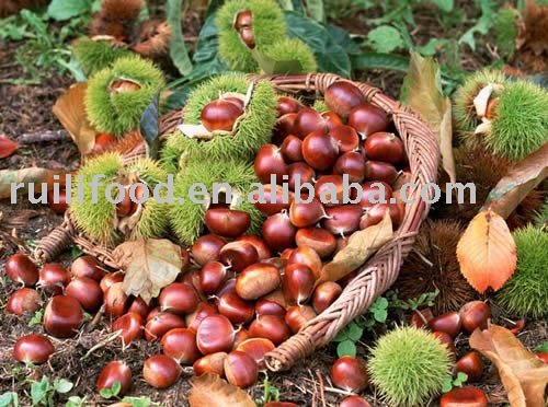 horse chestnut ,iqf chestnut , frozen chestnut