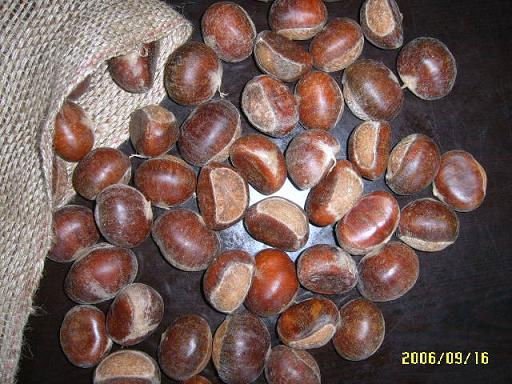 Fresh chestnuts and other nuts available