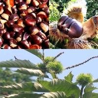 Chestnuts for sale