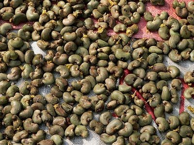Cashew Nut WW240, WW320, WW450