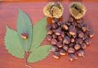 CHESNUT