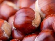 Raw Rosted and Dried  Chestnuts For Sale