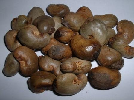 Cashew Nut