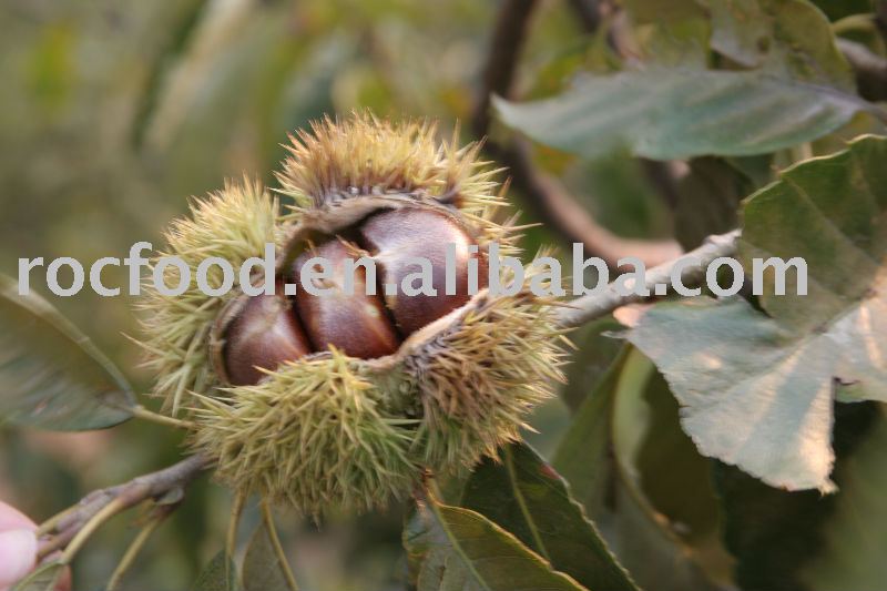 chestnut