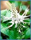Orthosipon Herbal Tea Plus