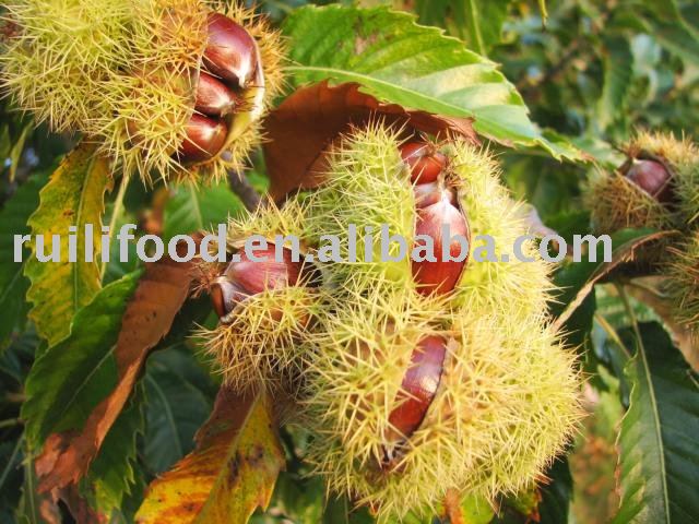 chestnut , fresh chestnut , dandong chestnut