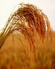 SONA MASSURI RICE